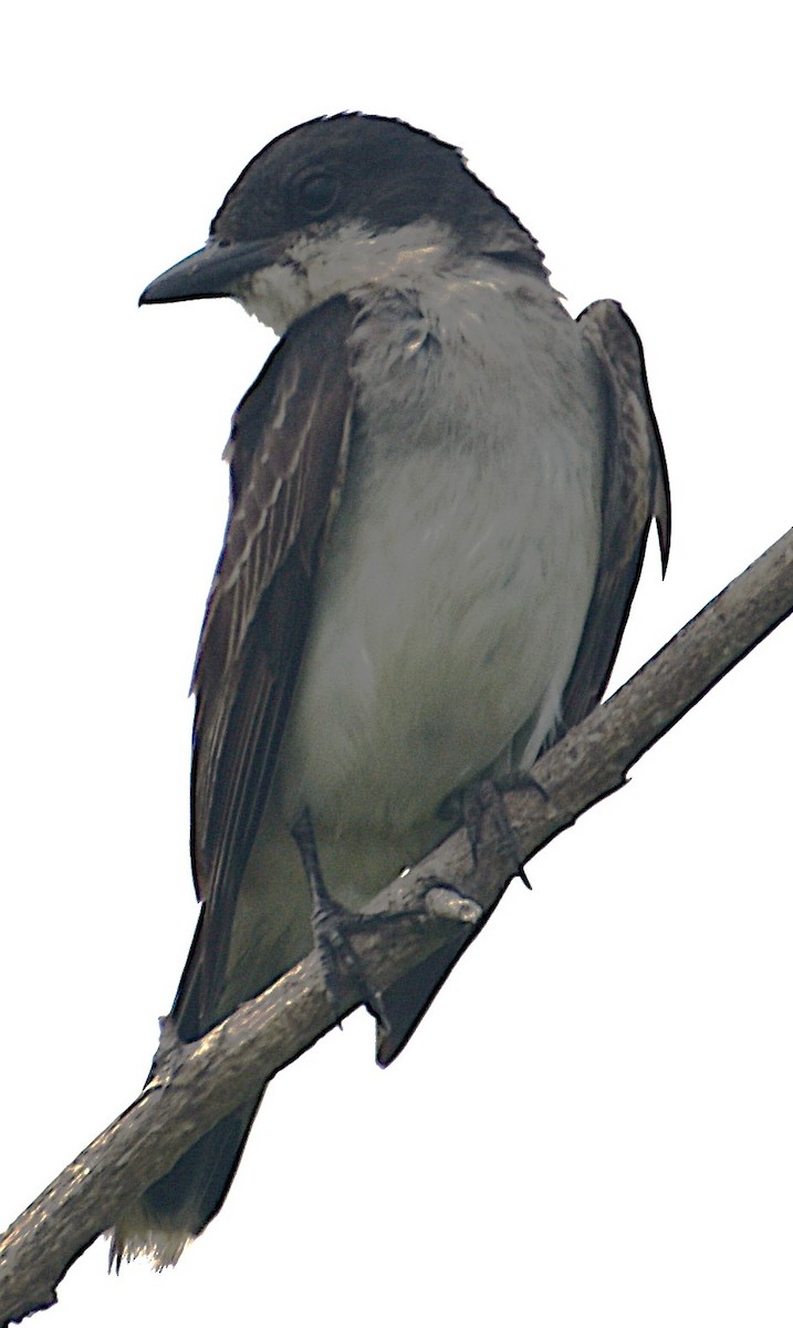 Eastern Kingbird - ML637742864
