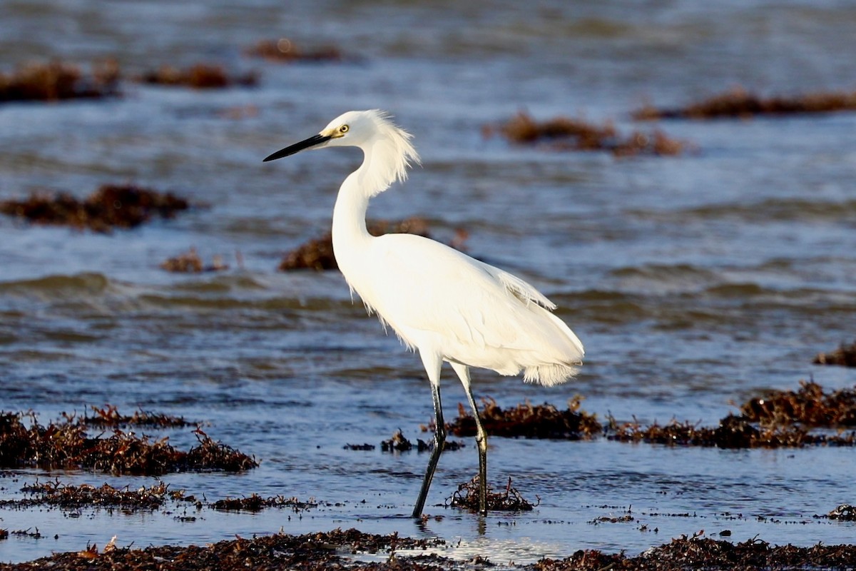 Snowy Egret - ML637742907