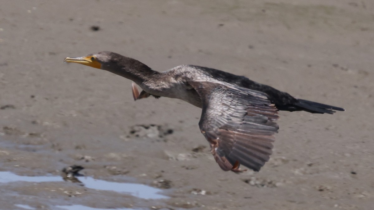 Double-crested Cormorant - ML637742908