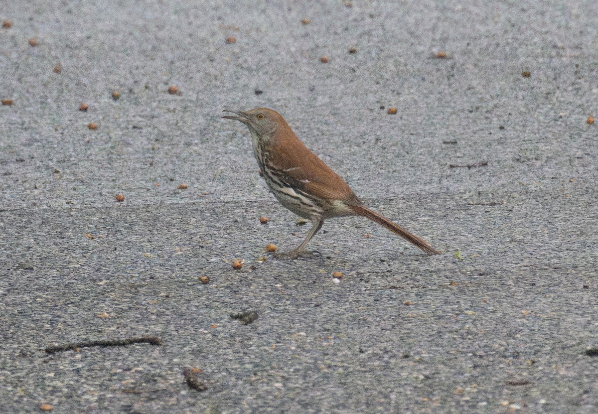 Brown Thrasher - ML637742909