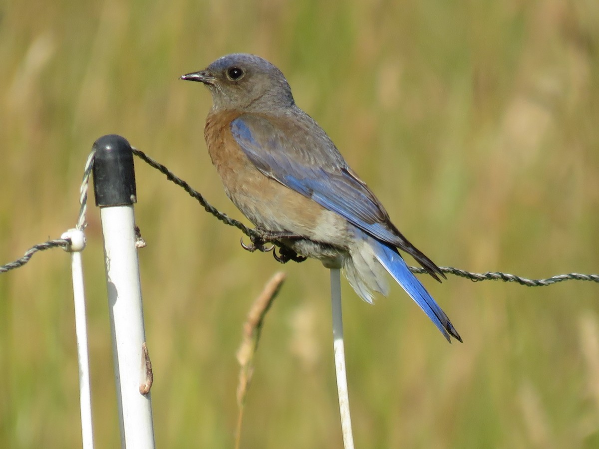 Western Bluebird - Kai Frueh