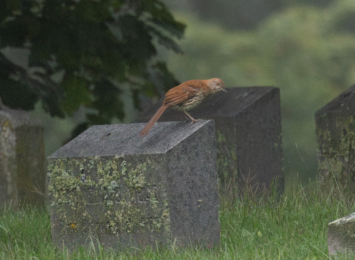 Brown Thrasher - ML637742910
