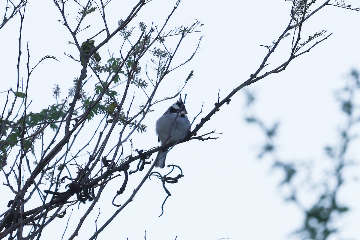 Black-crested Finch - ML637742911