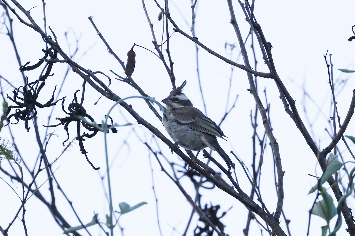 Black-crested Finch - ML637742912