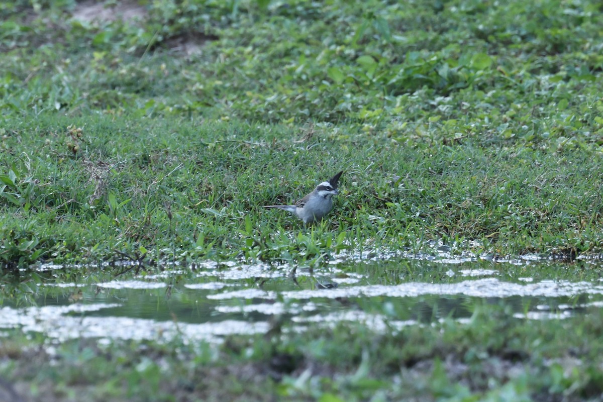 Black-crested Finch - ML637742913