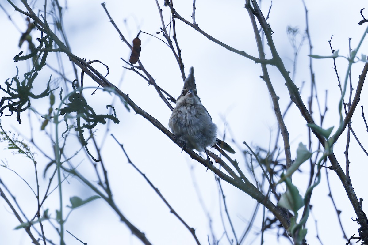 Black-crested Finch - ML637742914