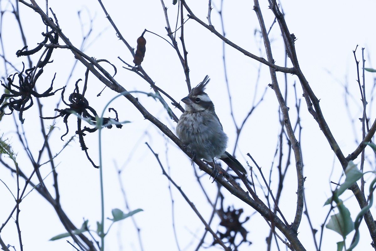 Black-crested Finch - ML637742915