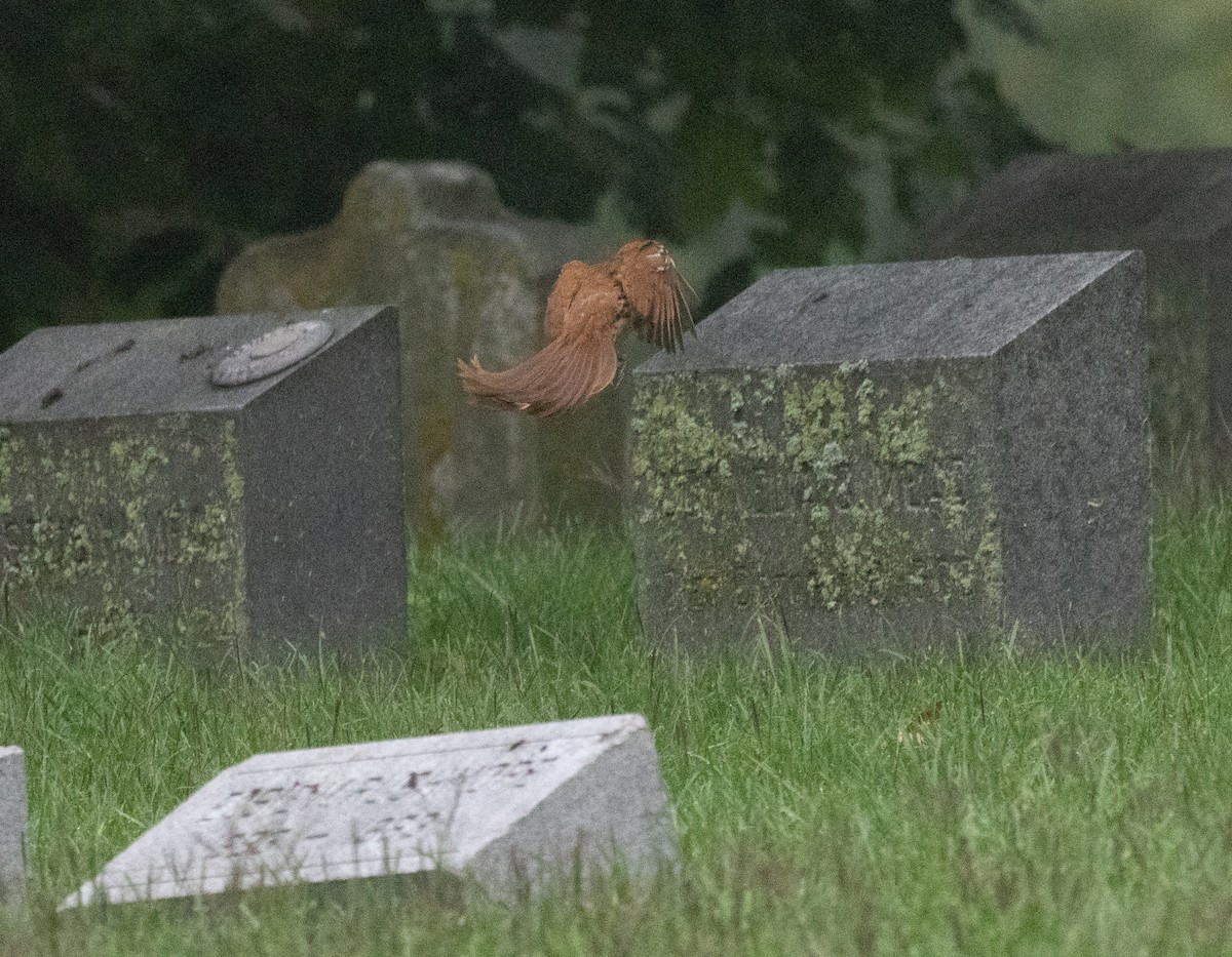 Brown Thrasher - ML637742916