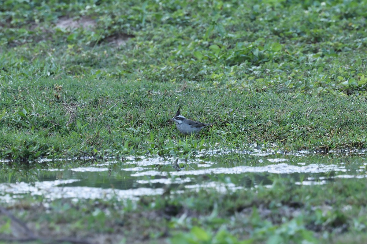 Black-crested Finch - ML637742917