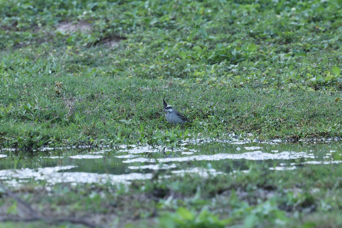 Black-crested Finch - ML637742920