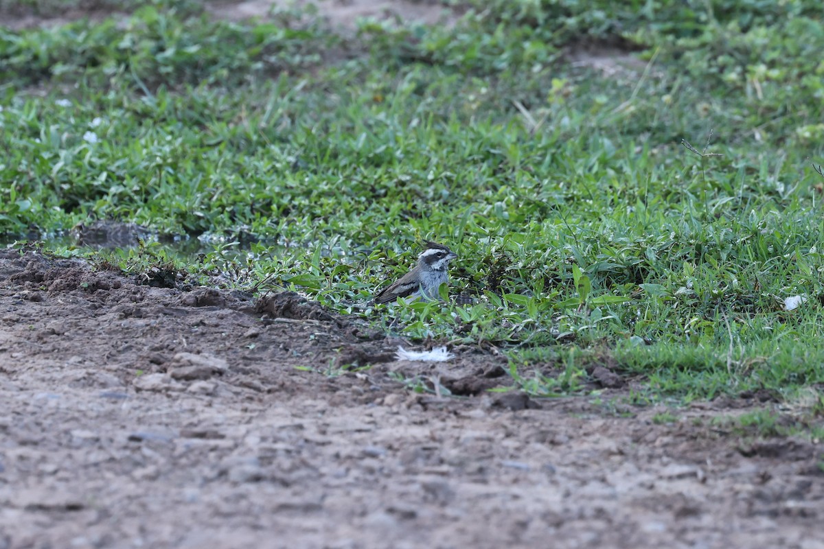 Black-crested Finch - ML637742921