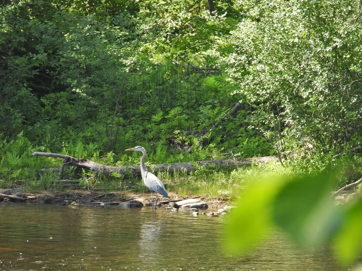 Great Blue Heron - ML637742927