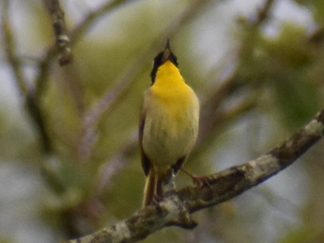 Common Yellowthroat - ML637742929