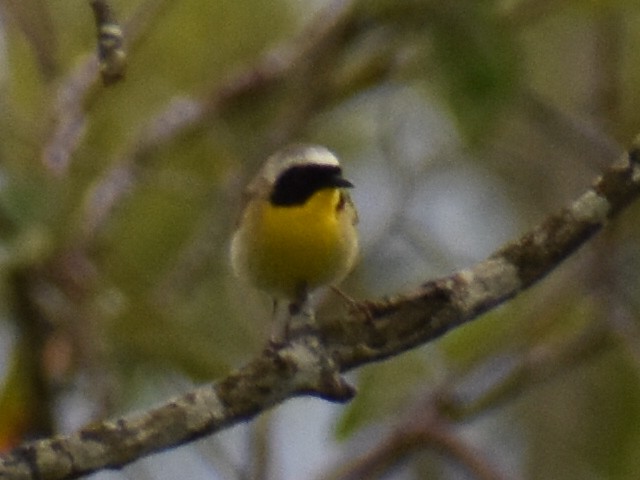 Common Yellowthroat - ML637742930