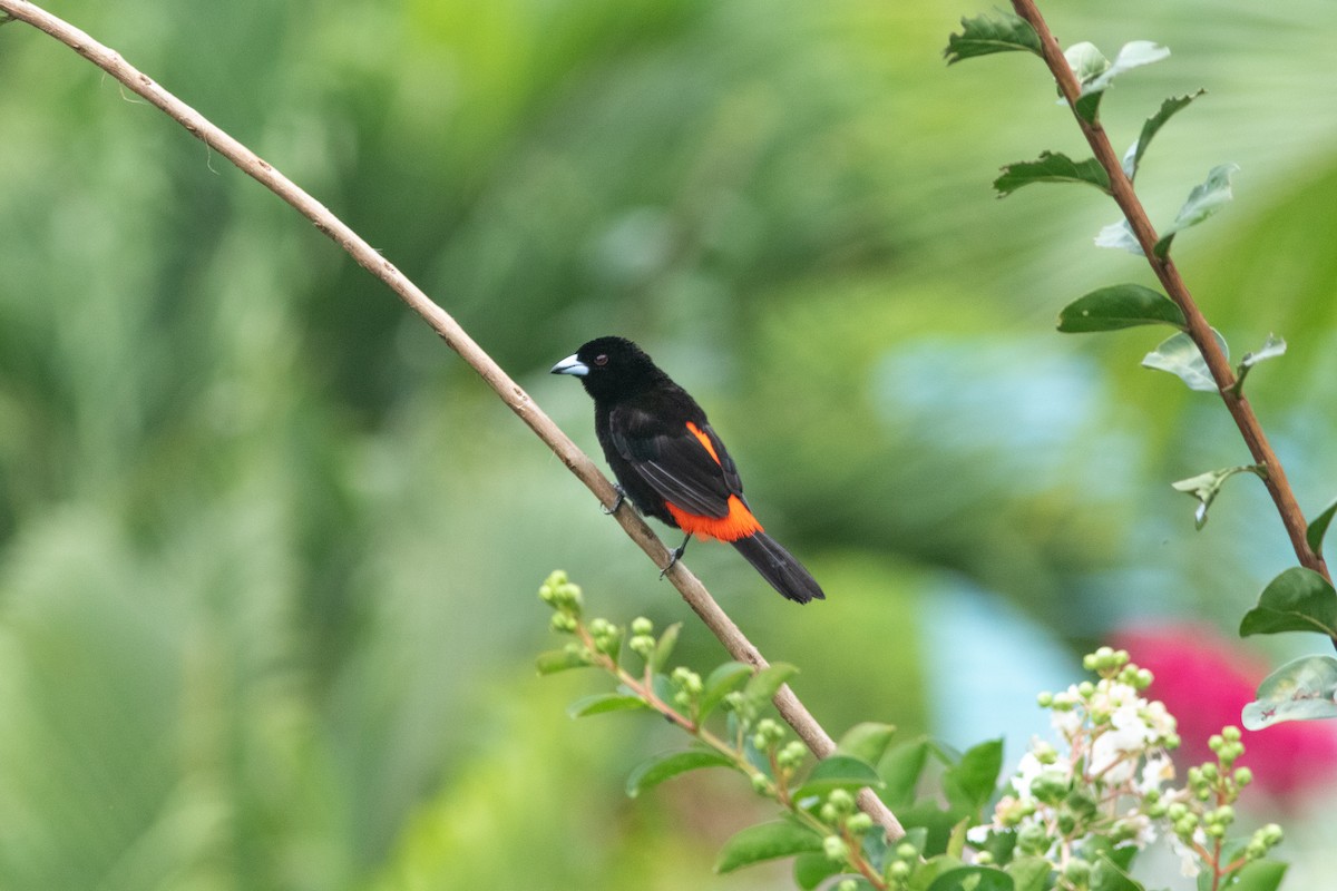 Scarlet-rumped Tanager - ML637742931