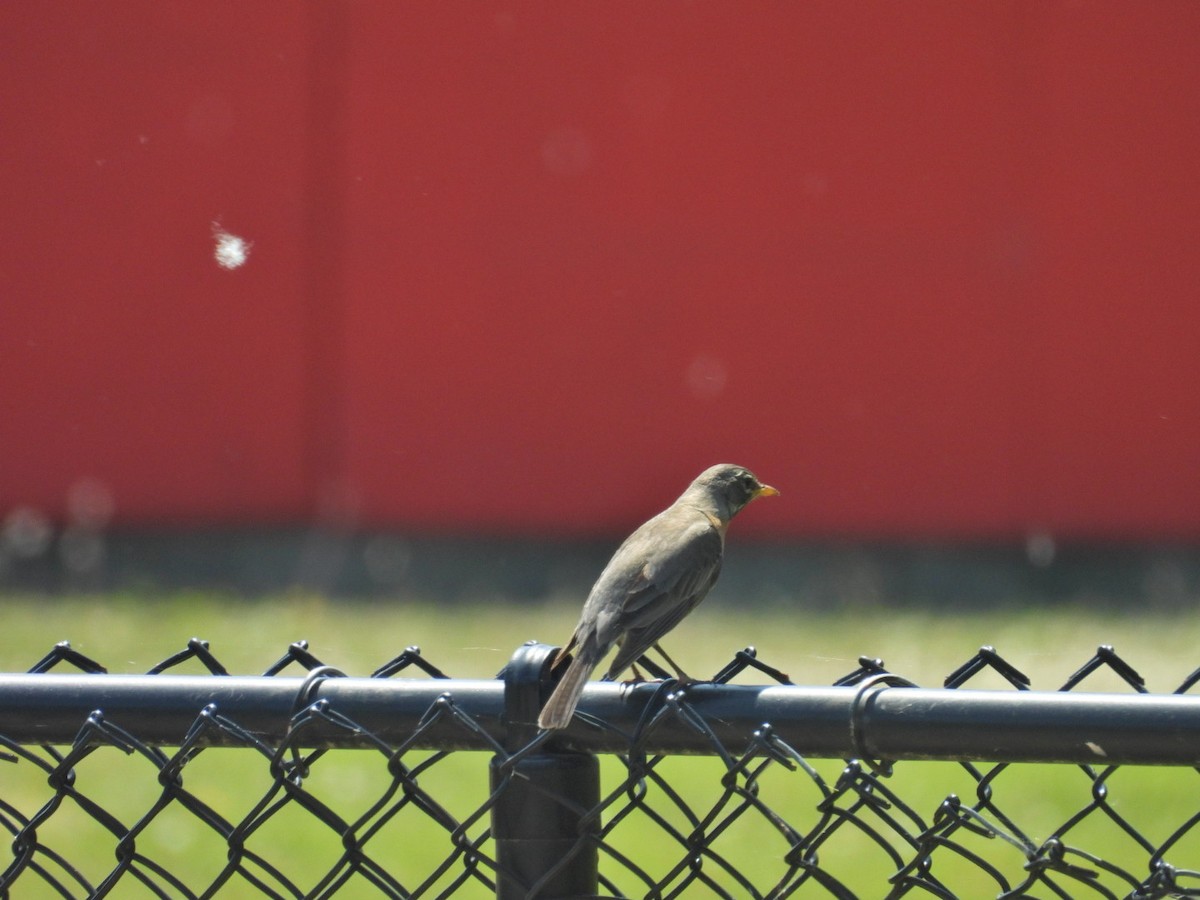 American Robin - ML637742933