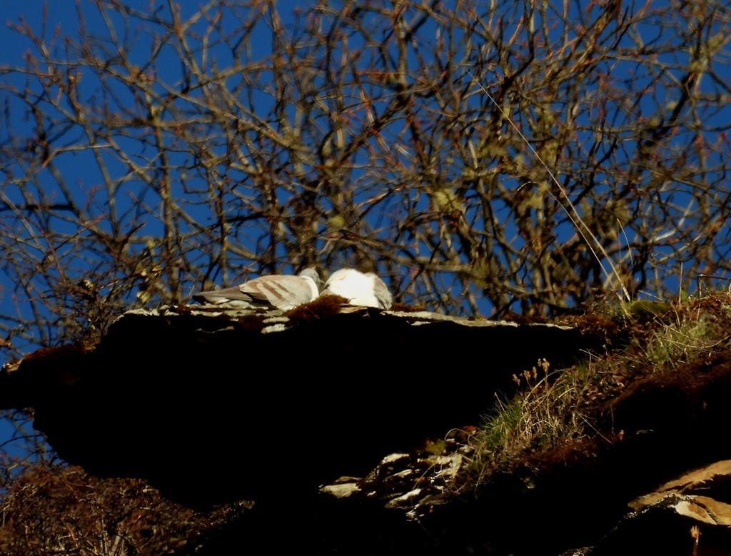 Snow Pigeon - ML637742949