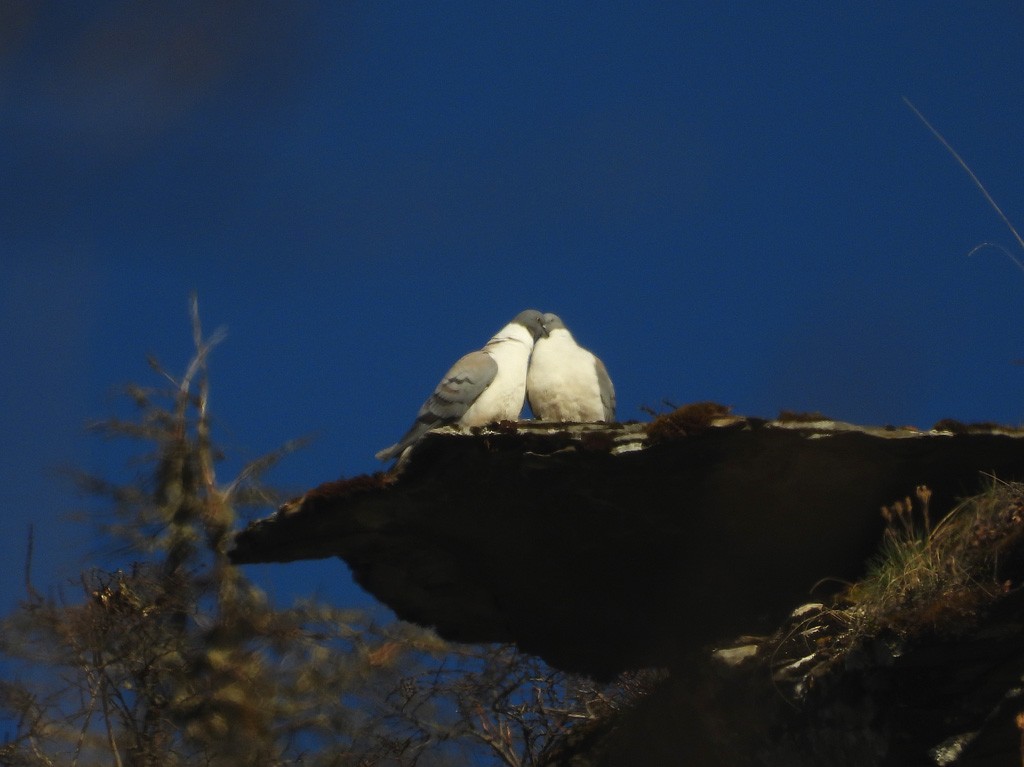 Snow Pigeon - ML637742950