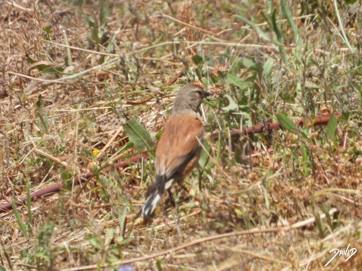 ムネアカヒワ - ML637743002
