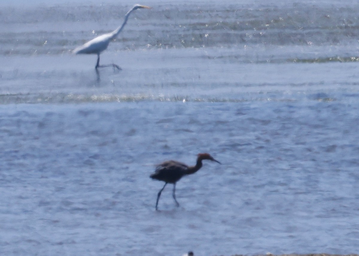 アカクロサギ - ML637743016