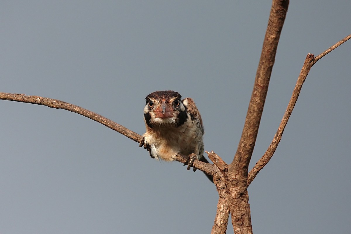 White-eared Puffbird - ML637743067