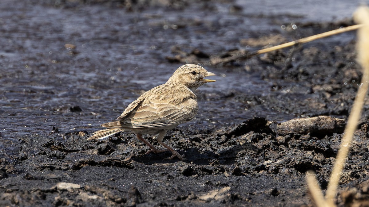 Mediterranean Short-toed Lark - ML637743072