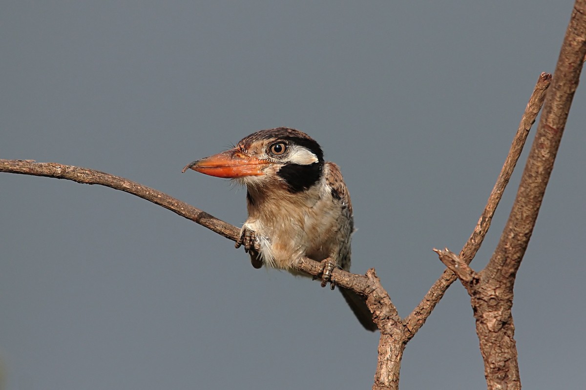 White-eared Puffbird - ML637743073