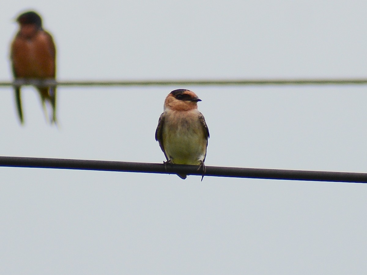 Cave Swallow - ML637743090