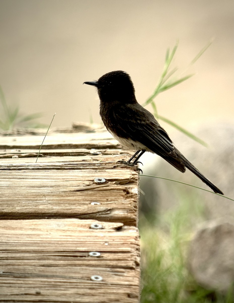 Black Phoebe - ML637743123