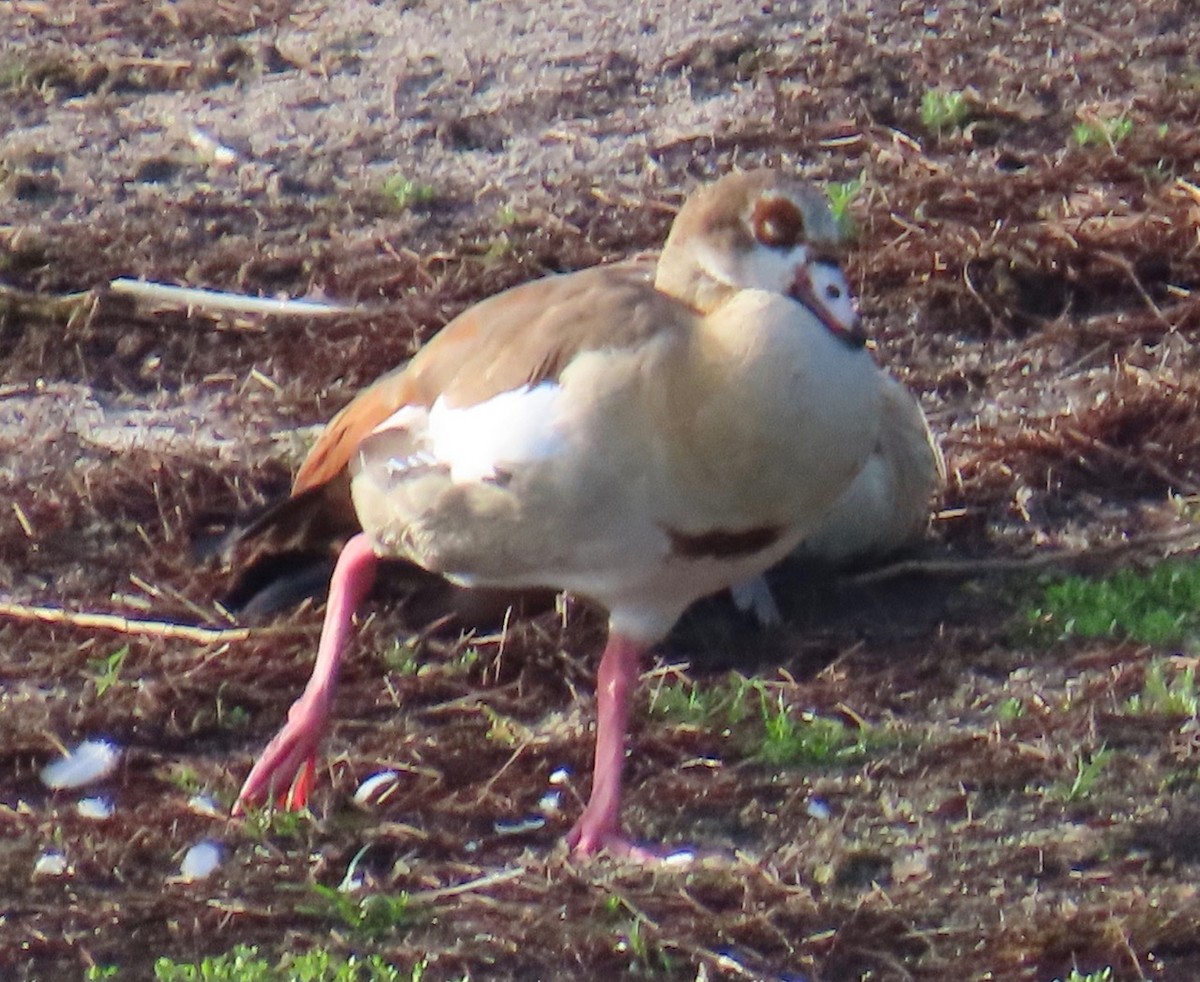 Egyptian Goose - ML637743131
