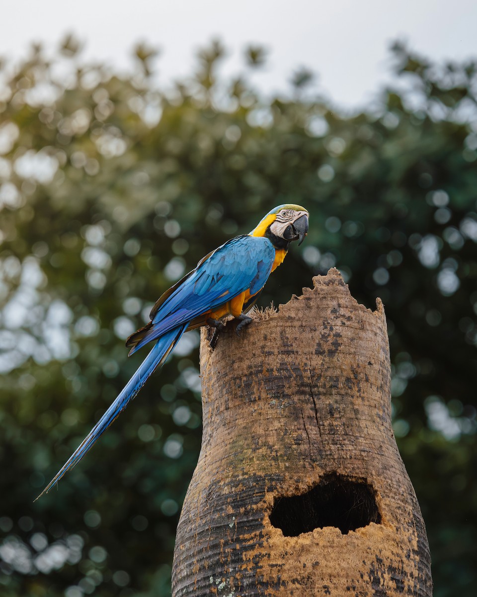 Blue-and-yellow Macaw - ML637743139