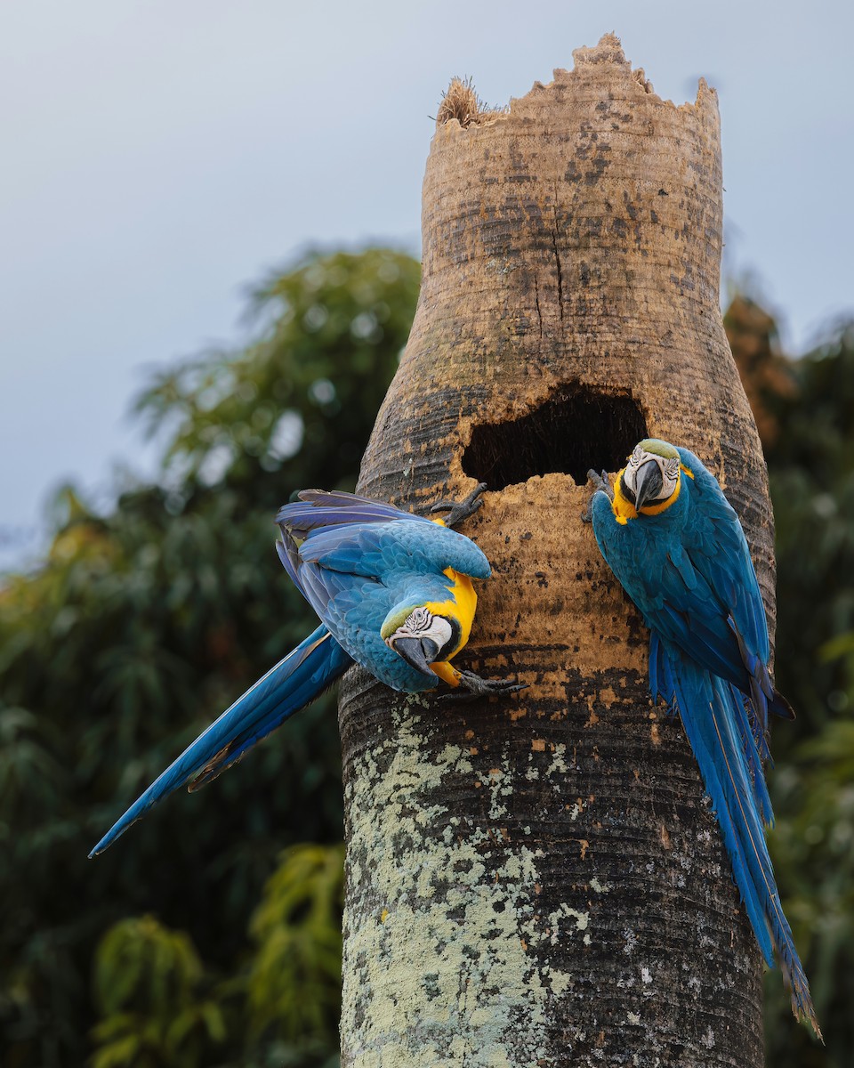 Blue-and-yellow Macaw - ML637743142