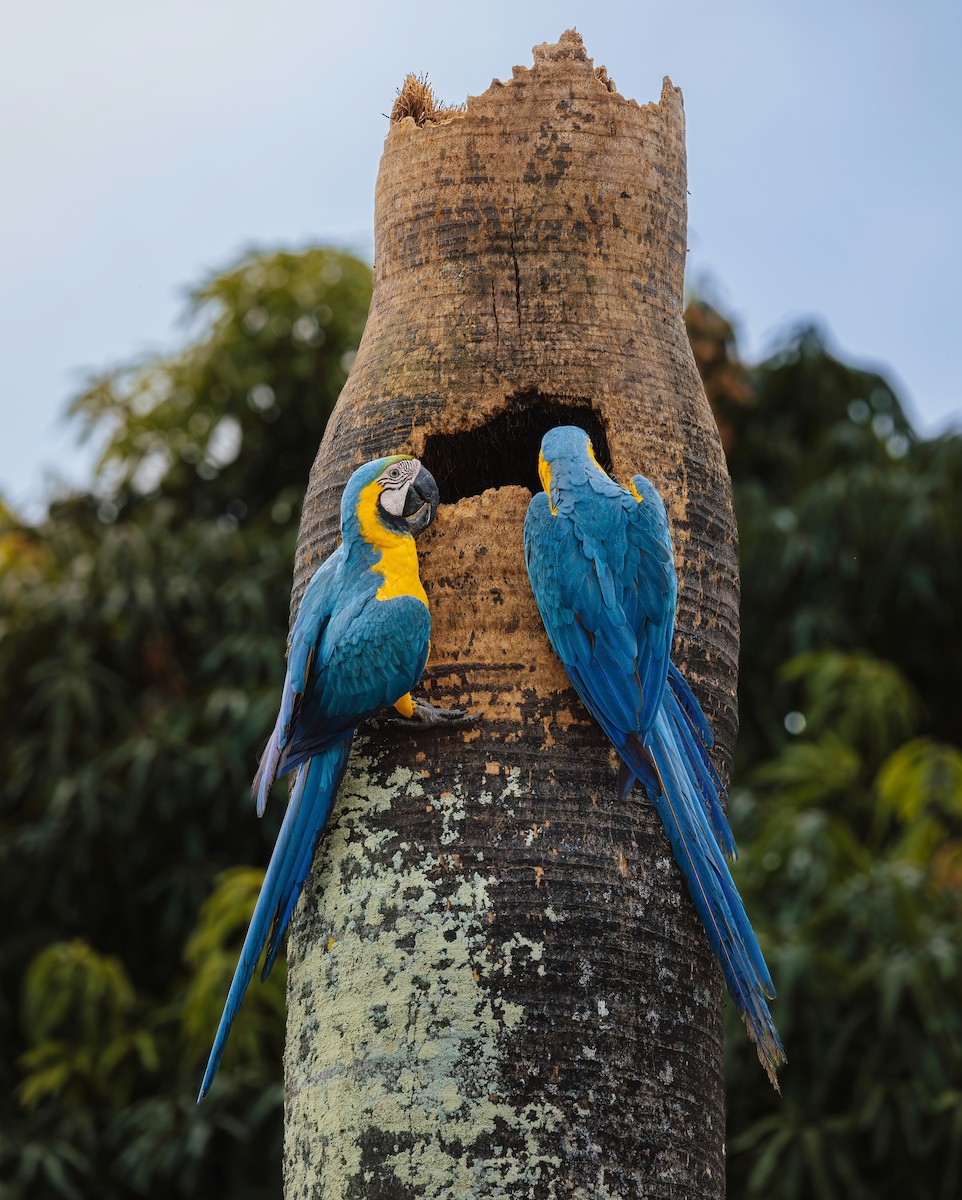 Blue-and-yellow Macaw - ML637743143