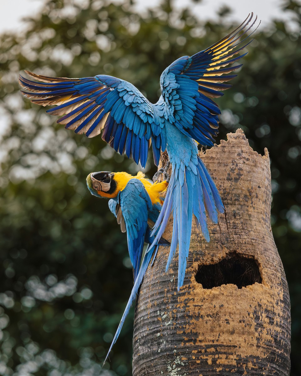 Blue-and-yellow Macaw - ML637743144