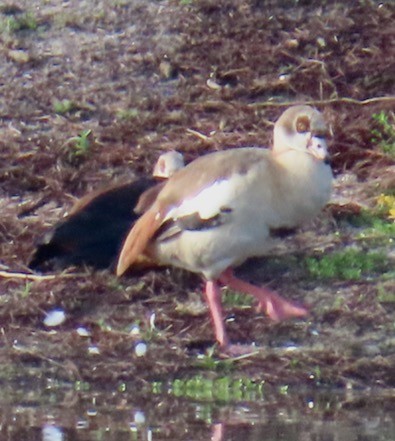 Egyptian Goose - ML637743153