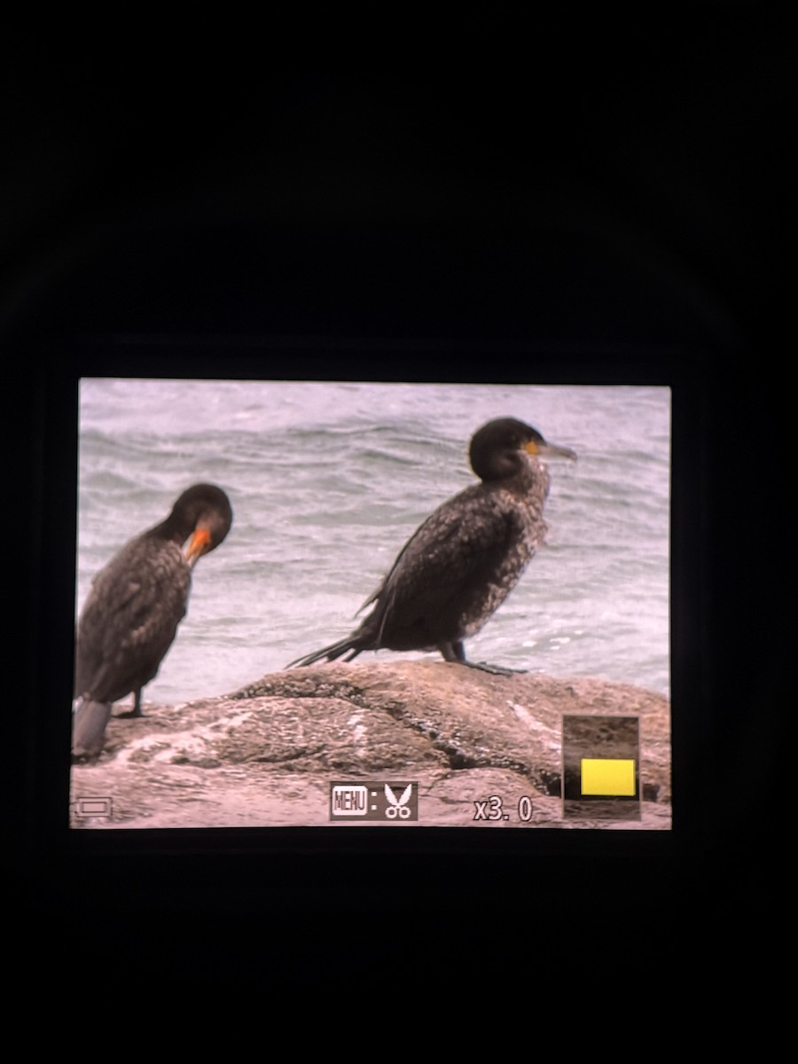 Great Cormorant - ML637743160