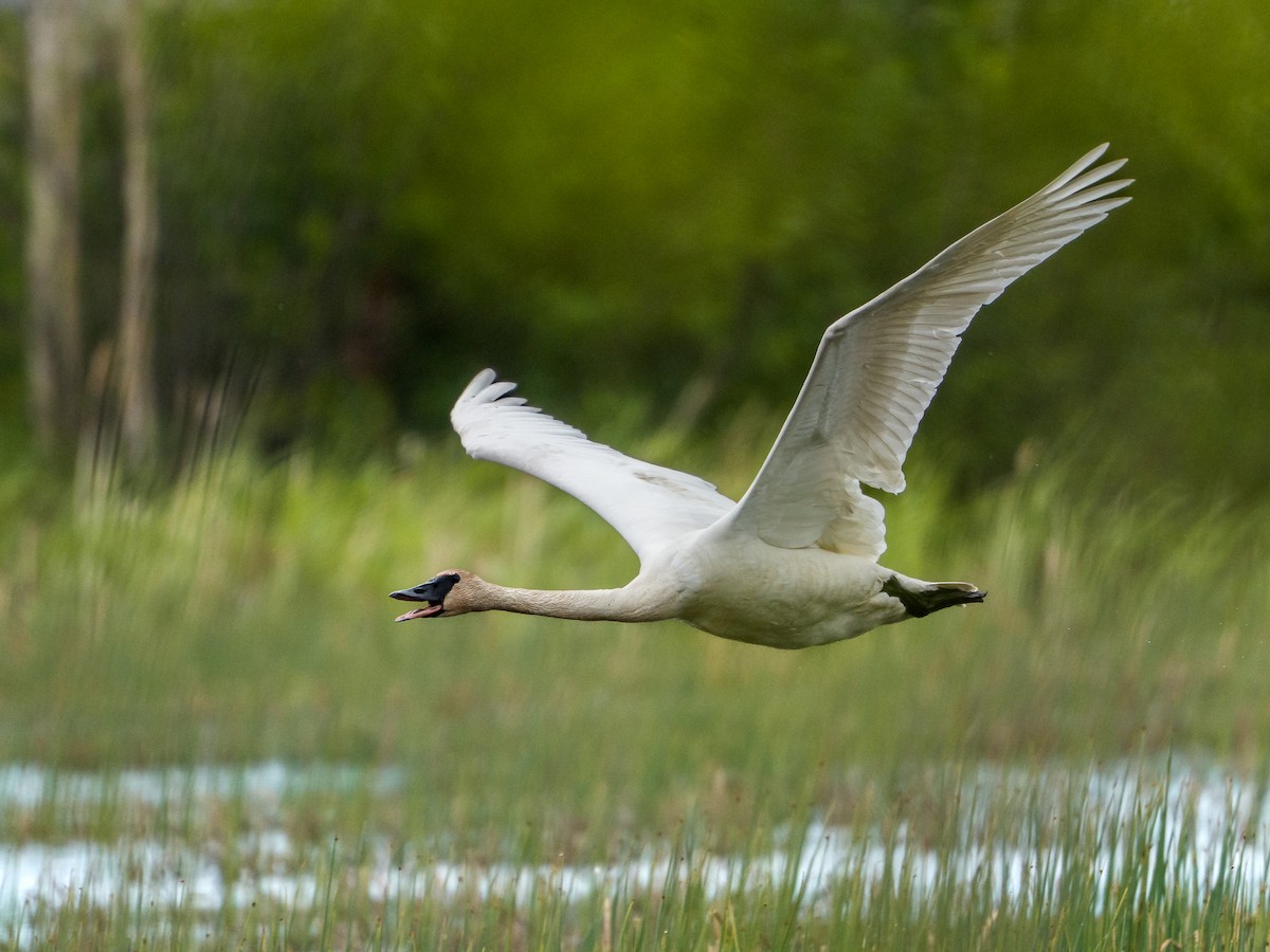 Trumpeter Swan - ML637743175