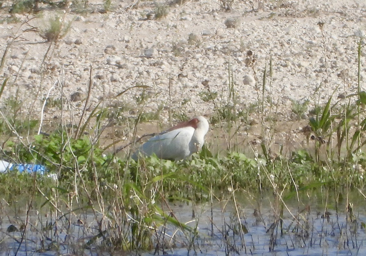 White Ibis - ML637743178