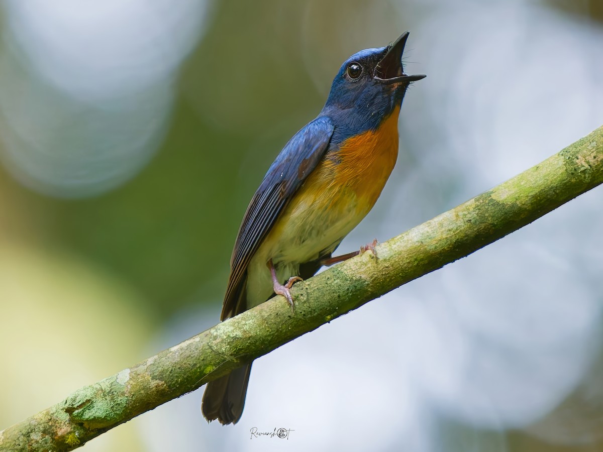 Hainan Blue Flycatcher - ML637743180