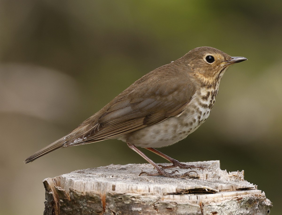 Swainson's Thrush - ML637743181