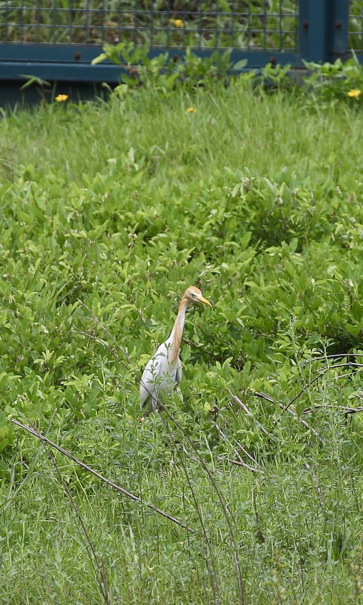 Eastern Cattle-Egret - ML637743182