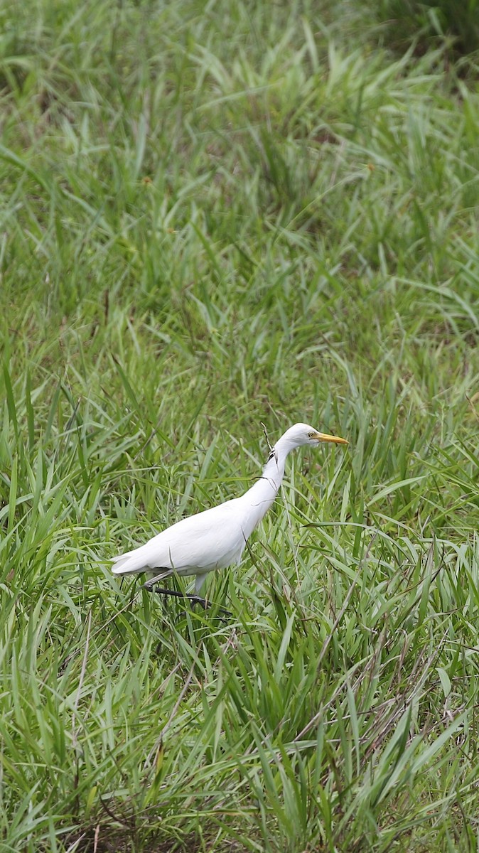 Eastern Cattle-Egret - ML637743183