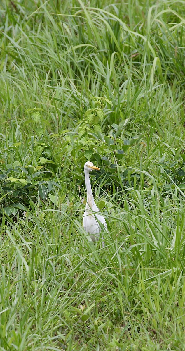 Eastern Cattle-Egret - ML637743184