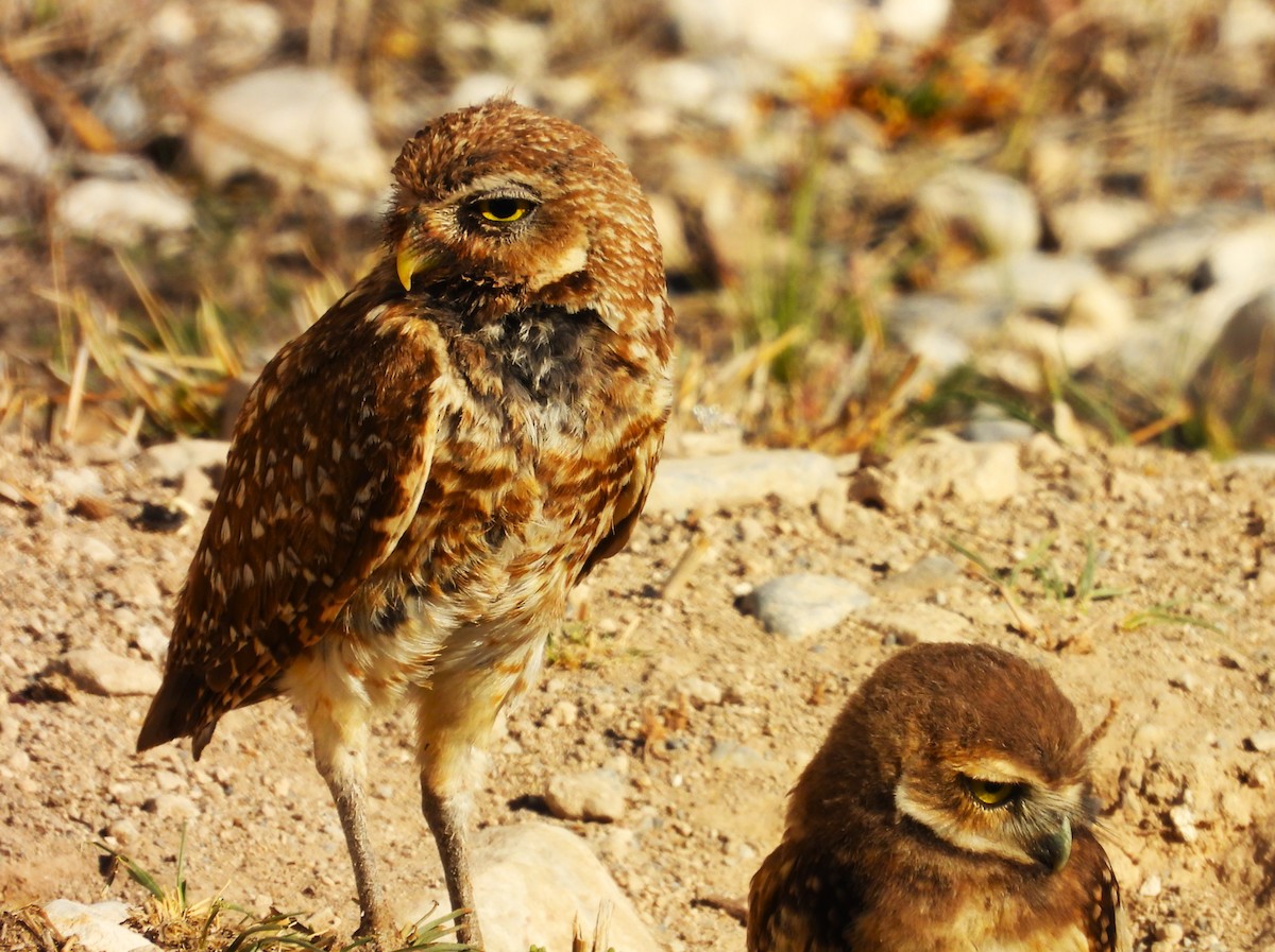 Burrowing Owl - ML637743185