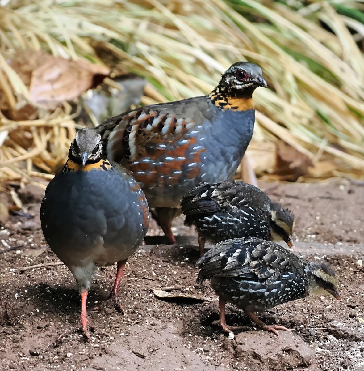 Rufous-throated Partridge - ML637743187