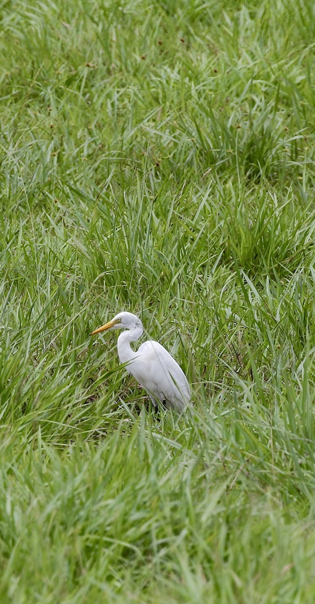 Medium Egret - ML637743190