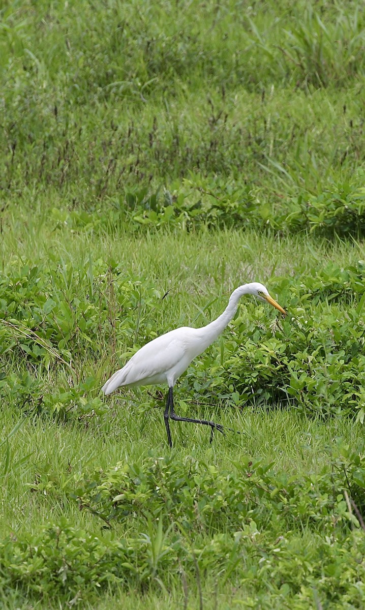 Medium Egret - ML637743191