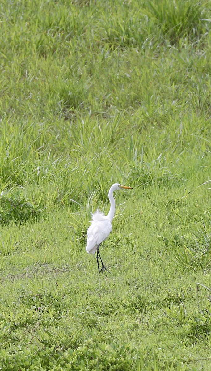Medium Egret - ML637743192