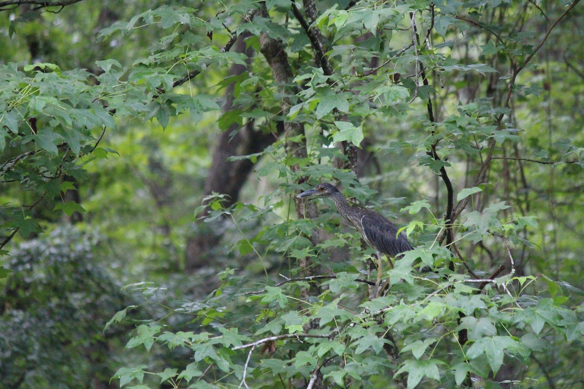 Yellow-crowned Night Heron - ML637743207