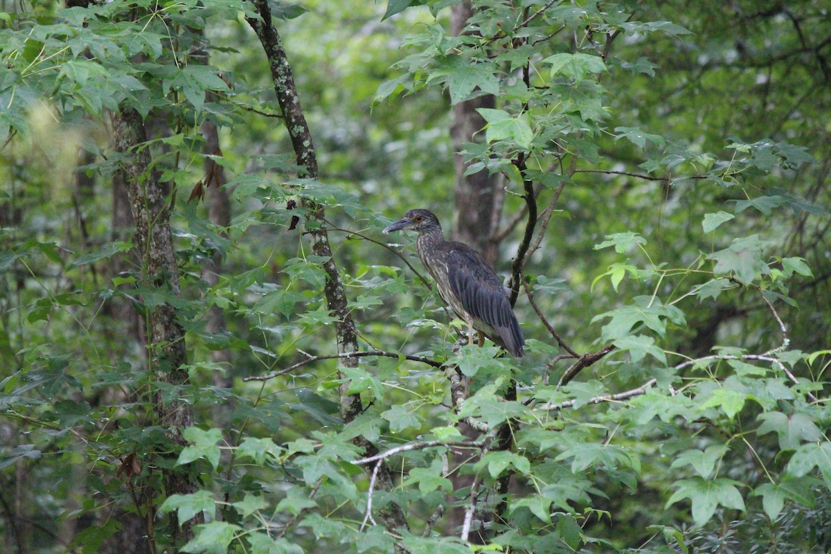 Yellow-crowned Night Heron - ML637743208